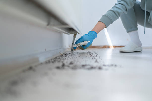 Best Insect Control  in Lavonia, GA